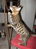 Toyger