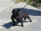 Bouledogue francese
