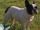 Bouledogue francese