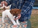 Jack Russell