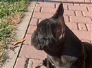 Bouledogue francese