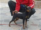 Zwergpinscher