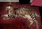 Toyger