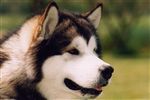 Alaskan Malamute
