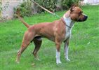 Amstaff