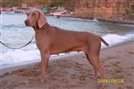 Weimaraner