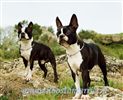 Boston Terrier