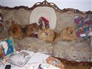 Spitz