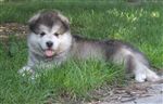 Alaskan Malamute
