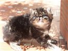 Exotic shorthair