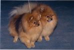 Spitz