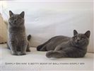 British Shorthair