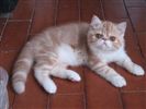 Exotic shorthair