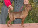 Zwergpinscher