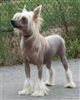 Chinese crested dog